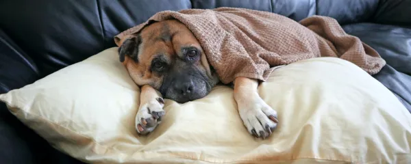 

Nekatere raziskave so res potrdile potencialno korist zdravljenja 
psov s pripravki CBD, predvsem kot podporo osnovnemu zdravljenju.