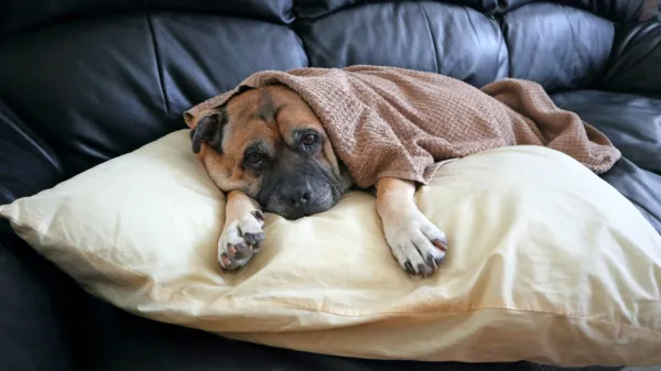 

Nekatere raziskave so res potrdile potencialno korist zdravljenja 
psov s pripravki CBD, predvsem kot podporo osnovnemu zdravljenju.