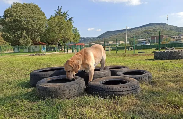 Pnevmatike so med drugim postavljene tako, da psom omogočajo tudi iskanje skritih priboljškov.