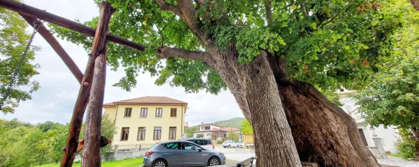 Največja znamenitost so stare lipe, najstarejša ima okrog 600 let. 