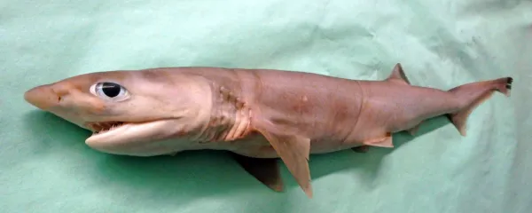 Sedmeroškrgar (Heptranchias perlo) je zelo redka vrsta morskih psov, ki je bila pred kratkim potrjena tudi v slovenskem morju.