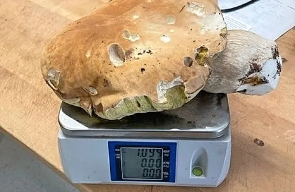 Ko je Robert Knafelc jurčka velikana položil na tehtnico, je ta 
namerila  več kot kilogram.