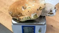 Ko je Robert Knafelc jurčka velikana položil na tehtnico, je ta 
namerila  več kot kilogram.