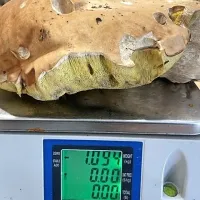 Ko je Robert Knafelc jurčka velikana položil na tehtnico, je ta 
namerila  več kot kilogram.
