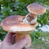 “Dvoetažni” jurčkov dvojček, ki ga je na Pregarjah našel Marko 
Bubnič