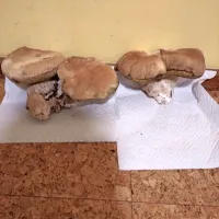 Dvojček in trojček z bistriškega konca