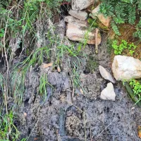 Iz  cevi  izteka zaudarjajoča voda, bližnje rastlinje pa je prepredeno 
z razkrojenimi ostanki toaletnega papirja in rjavo usedlino. 