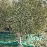 V slogi je moč  še kako velja pri obiranju oljk, ko so vsake pridne roke v oljčnikih dobrodošle.  