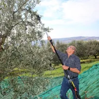 Boris Jenko je eden veteranov oljkarstva in še vedno v akciji.