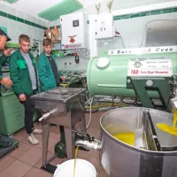 Lep pridelek ni dovolj, potreben je tudi spreten in predan oljar.