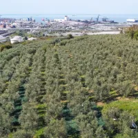 Nasadi oljk obkrožajo Koper z vseh strani.