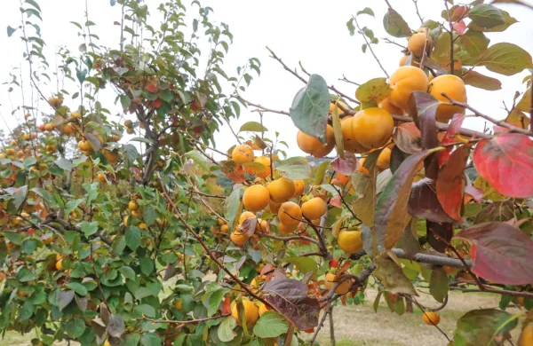 Nekatera drevesa so sicer dobro obložena, a so plodovi na njih 
manjši kot ob običajnih dobrih letinah.