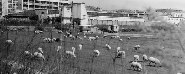 Posebno doživetje je bil letni kino na prostem za koprsko tržnico 
ob kasarni.