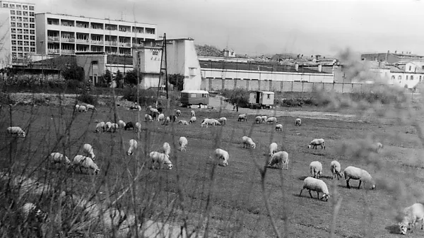 Posebno doživetje je bil letni kino na prostem za koprsko tržnico 
ob kasarni.