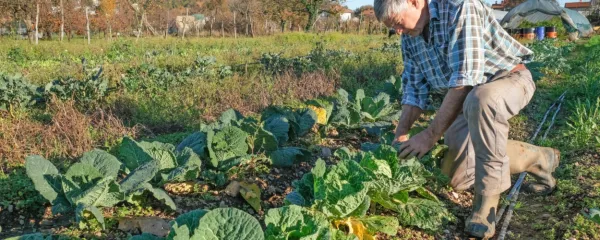 Poskrbimo za zalogo zimske zelenjave in posadimo brstični 
ohrovt, rdečo peso, brokoli, korenje ...