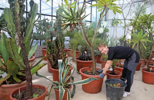 Istrsko sonce bo čez zimo grelo 250 dreves