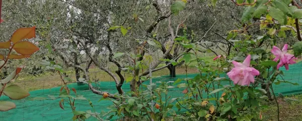 V Istri obirajo oljke, ko cvetijo stare istrske sorte vrtnic. Še pred 20 
leti bi se kaj takega zdelo nemogoče.