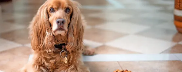 Vsa zdravila so na voljo v obliki tablet, ki jih živali zaužijejo s 
hrano.