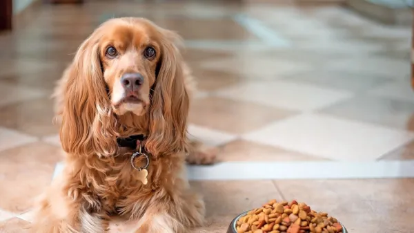 Vsa zdravila so na voljo v obliki tablet, ki jih živali zaužijejo s 
hrano.