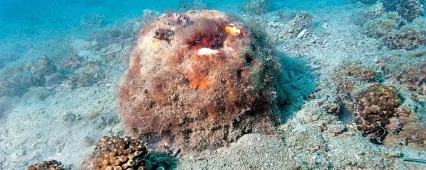 Možganjača (Geodia cydonium) na koralnem grebenu pred rtom 
Ronek.
