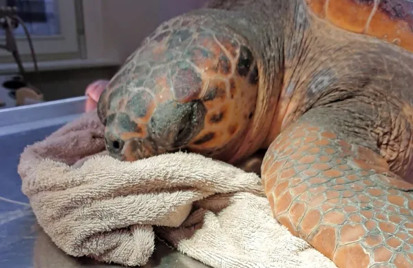  Želvo so včeraj  odpeljali do veterinarske ambulante, kjer so s 
pomočjo veterinarja Petra Maričiča  uspešno odstranili ogromen 
ribiški trnek.