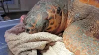  Želvo so včeraj  odpeljali do veterinarske ambulante, kjer so s 
pomočjo veterinarja Petra Maričiča  uspešno odstranili ogromen 
ribiški trnek.