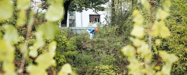 Urbani parki in gozdovi imajo pravice, samonikli ekosistemi pa so 
topogledno diskriminirani, saj nimajo nikakršnih mehanizmov, ki 
bi jih ščitili ali sploh prepoznali kot prostore narave.