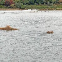 FOTO: Zaradi visoke plime poplavilo precejšnji del Izole in Pirana, avte je zibalo kot barke
