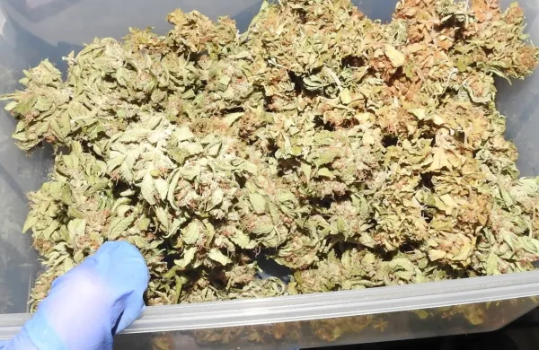 Koprski kriminalisti  so  pred  tremi  leti  poleg  sadik  konoplje  zasegli  tudi  dva  kilograma  posušenih  vršičkov.  