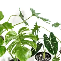 Monstera variegata (na sredini) velja za eno najbolj eksotičnih 
sobnih rastlin. 
