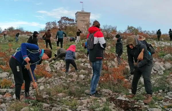  Sadike puhastega hrasta in črnike so na Cerju sadili  prostovoljci z 
vseh vetrov.  