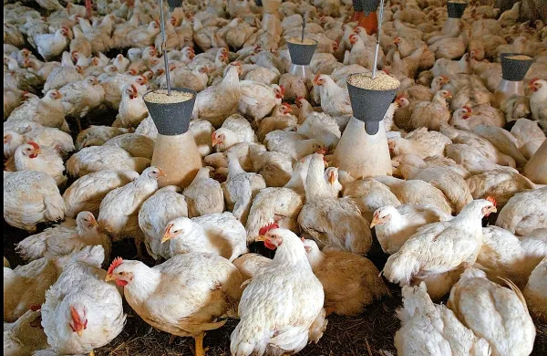 Dolgoročno je veliko bolje uživati meso živali, ki niso prejele 
antibiotikov. To nam namreč daje zagotovilo, da je bilo v vzreji 
živali za njih dobro poskrbljeno.