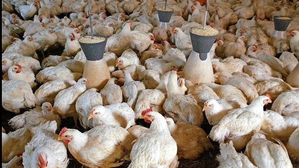 Dolgoročno je veliko bolje uživati meso živali, ki niso prejele 
antibiotikov. To nam namreč daje zagotovilo, da je bilo v vzreji 
živali za njih dobro poskrbljeno.