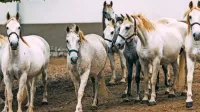 Lipicanci so zaradi vojne vihre večkrat zapustili svoje matično posestvo v Lipici. Ne glede na to, kam je bila 
čreda preseljena, ni noben kraj nudil takšnih pogojev za vzrejo konj kot Lipica in lipicanci so se vedno vrnili 
nazaj na Kras. 