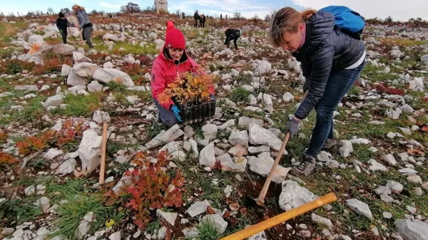 Akcije pogozdovanja so  jeseni na Kras privabile množice, ki podpirajo tudi lokalno gostinsko ponudbo.