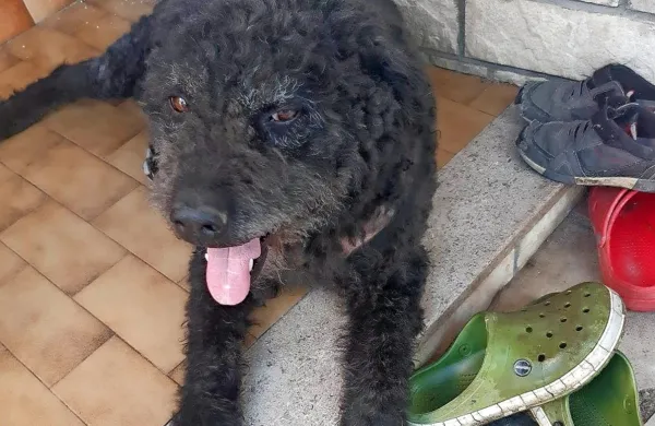 Muri je bil prijazen osemletni mešanec, ki ni zapuščal domačega 
dvorišča; kjer je  preživel največ časa, sta ga pogrizla klateška 
psa.
