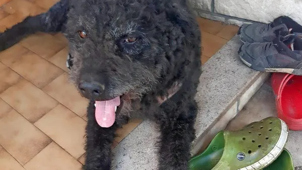 Muri je bil prijazen osemletni mešanec, ki ni zapuščal domačega 
dvorišča; kjer je  preživel največ časa, sta ga pogrizla klateška 
psa.