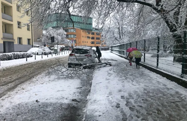 Sneg je v več delih države podiral drevesa in lomil veje. Fotografija 
je iz Celja.