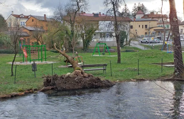 Podrto drevo na igrišču v Ilirski Bistrici