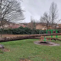 Podrto drevo na igrišču v Ilirski Bistrici