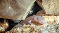 Človeška ribica je simbol slovenstva in čiste pitne vode, endemit 
Dinarskega krasa s super močmi. 