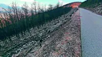 Ob  cesti iz Renč  proti Temnici  ni več dreves, ki so voznikom dajala 
občutek varnosti.     