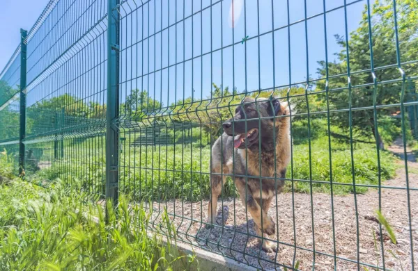  Država sedaj za psa, ki je težji od 30 kilogramov, nameni 20 evrov 
na dan, predlog pravilnika pa predvideva dva evra.