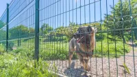  Država sedaj za psa, ki je težji od 30 kilogramov, nameni 20 evrov 
na dan, predlog pravilnika pa predvideva dva evra.