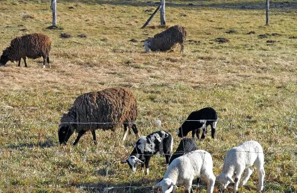 Predstavniki kmetov ter rejcev drobnice so prepričani, da je 
poglavitna rešitev odstrel. Tega stroka odobrava, a ob izvajanju 
ostalih ukrepov in na pravi način. 