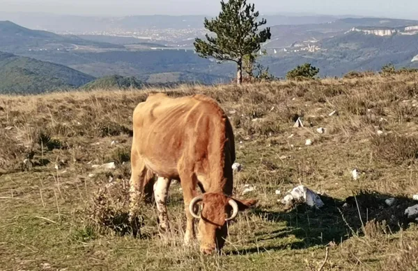 Hrib Kuk nad Movražem je bil pred kratkim prizorišče odvzema 
govedi, saj rejec zanje ni skrbel.