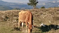 Hrib Kuk nad Movražem je bil pred kratkim prizorišče odvzema 
govedi, saj rejec zanje ni skrbel.