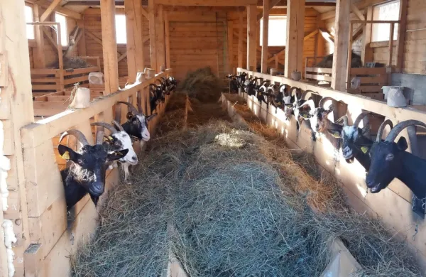 Ker se koze tudi stepejo, jih nekateri rejci v  hlevih privežejo, na 
paši pa imajo dovolj prostora, da se po želji razporedijo in 
družijo. 