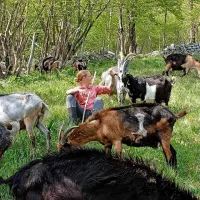 Janja Berginc s svojim tropom drežniških koz: “Natančno vedo, 
kdaj je čas molže.”