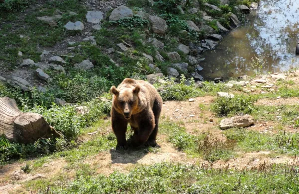 V pokrajini Trento menijo, da gre za “problematično” žival, četudi medved doslej ni  povzročal težav.